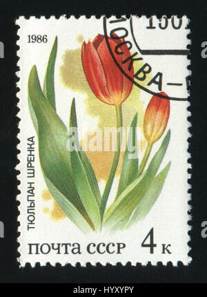 UdSSR - CIRCA 1986: Eine Briefmarke gedruckt in der UdSSR, zeigt Bild Tulpe mit der Inschrift Tulip Schrenki circa 1986. Stockfoto