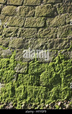 Wand mit Moos im Fischereihafen Stockfoto