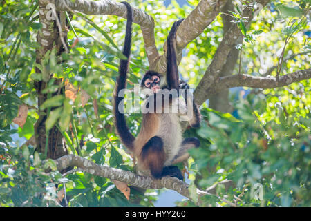 Spinne Affe sitzt auf dem Baum mitten im Dschungel Stockfoto