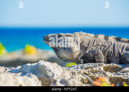 Insel-Leguane in der Wildnis. Strand von Cancun, Mexiko Stockfoto