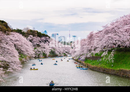 Sakura Bäume auf die Gräben der Chidorigafuchi Stockfoto