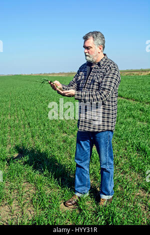 Landwirt in einem Feld mit Weizen gesät überprüft die Qualität der Pflanzen. Stockfoto