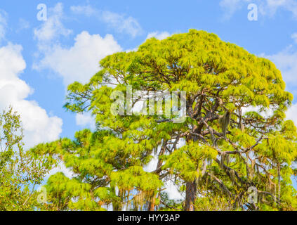 Bäume an der Lemon Bay Aquatic Reserve in Cedar Point Umwelt Park, Sarasota County Florida Stockfoto