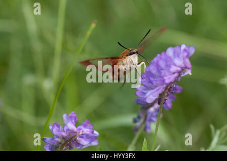 Kolibri Clearwing Motte Nahrungssuche in getuftet Wicke lila Blüten auf einem unscharfen Hintergrund isoliert. Hemaris thysbe Stockfoto