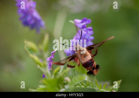 Kolibri Clearwing Motte Nahrungssuche in getuftet Wicke lila Blüten auf einem unscharfen Hintergrund isoliert. Hemaris thysbe Stockfoto