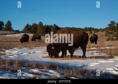 Bison Büffel Herde Weiden im verschneiten Wiese Stockfoto