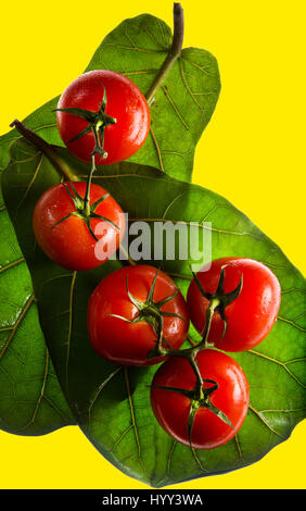 Tomaten, ruht auf zwei großen, grünen Blätter auf einem wirklich Hintergrund. Im Studio gedreht. Stockfoto
