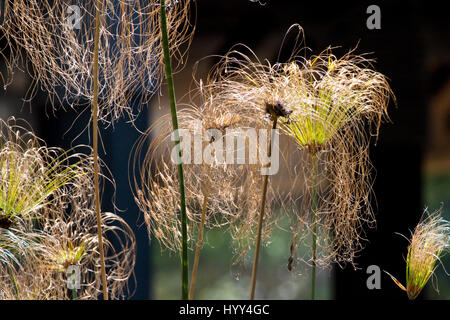 Cyperus Papyrus - Papyrus Segge, Papier Reed, indische Matten Pflanze, Nil Rasen Stockfoto