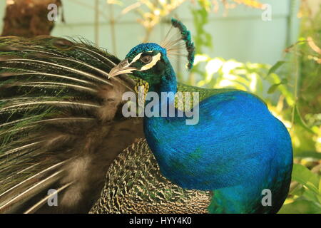 Schöne Pfau in freier Wildbahn in Jamaika Stockfoto