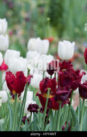 Rote Tulpen mit weißen Tulpen im Hintergrund, März 2017 Los Angeles, CA USA Stockfoto