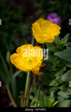 Gelber Wald Mohn Stockfoto