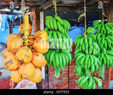 Frische grüne Bananen und Kokosnüsse auf dem Markt im Salalah Oman Stockfoto