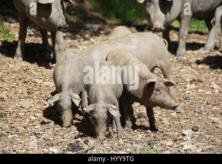 ARACENA, PROVINZ HUELVA, ANDALUSIEN, SPANIEN. Schwarzen iberischen freilaufenden Lampino Ferkel auf Nahrungssuche für Eicheln in den Dehesas. Stockfoto