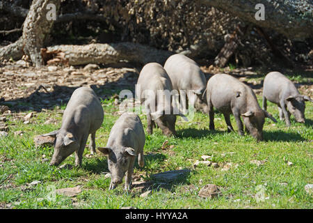 ARACENA, PROVINZ HUELVA, ANDALUSIEN, SPANIEN. Schwarzen iberischen freilaufenden Lampino Ferkel auf Nahrungssuche für Eicheln in den Dehesas. Stockfoto