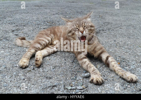 Schläfrige Katze mit ansteckend Gähnen liegend auf eine asphaltierte Straße Stockfoto