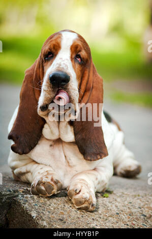 Basset Hounds beweisen einmal mehr, wie komisch diese Rasse von Hunden sein kann, wie sie die witzigsten Ausdrücke während des Laufens gegenüber ihren Besitzern ziehen. Die zwerchfellerschütterndem Bilder zeigen die Basset Hounds zieht allerlei lustige Gesichter als ihre hängende Haut Kämpfe zu halten mit dem Rest ihres Körpers. Andere Aufnahmen zeigen den Hund spielen holen und kämpfen miteinander, wie ihre Haut versucht, Umschlag sie. Die Bilder wurden von russischen Fotografen Ksenia Raykova aufgenommen, wie sie die Hunde für einige Spielzeit in einem lokalen Wald übernahm. Stockfoto