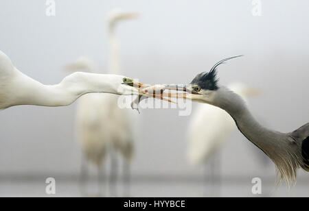 Große weiße Silberreiher (Egretta Alba) und graue Reiher (Ardea Cinerea) Kampf um Nahrung, Ungarn. Ungarn: wie wäre das für ein Gobstopper? Unglaubliche Bilder gefangen haben ein Kormoran kämpfen um einen Fisch zu schlucken, wie es in seiner Kehle eingereicht wird. Action-Aufnahmen zeigen den Kormoran Kampf mit dem Barsch Fischarten nach zupfen aus dem Wasser zu einer leckeren Mahlzeit. Der Kormoran scheint Fisch ganz zu schlucken, aber die Umrisse der Barsch ist deutlich sichtbar im Hals des Vogels, wie es nach unten gleitet. Inzwischen sind ein Silberreiher und Graureiher abgebildet Streit um ihre Nahrung weder wollen Stockfoto