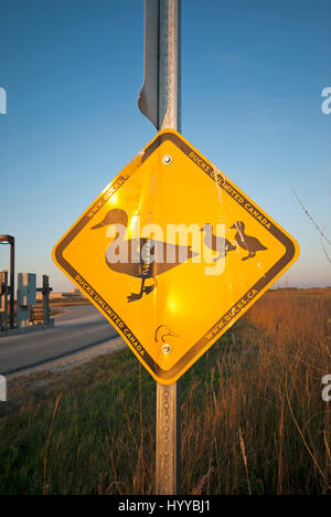 Melden Sie auf der Straße für Ducks crossing, Oak Hängematte Marsh, Manitoba, Kanada Stockfoto