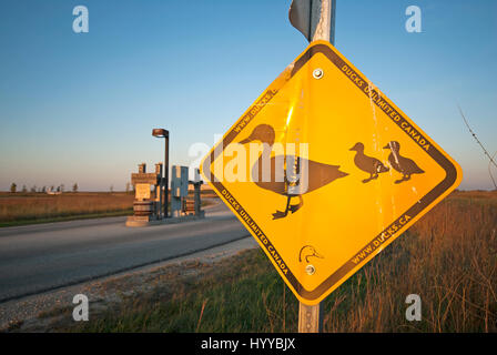 Melden Sie auf der Straße für Ducks crossing, Oak Hängematte Marsh, Manitoba, Kanada Stockfoto