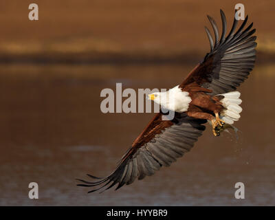 KRUGER NATIONAL PARK, Südafrika: im MOMENT eine freche African Fish Eagle eine hungrige Krokodil nächste Mahlzeit gestohlen wurde von Gob schmatzte Tourist erfasst. Die atemberaubenden Aufnahmen zeigen die großen sieben Pfund Adler Schlag in der Nebensaison an die Wasseroberfläche, einen Fisch zu fangen, bevor Sie wieder weg fliegen. Ein sauer Krokodil kann direkt hinter der Adler gesehen werden, als es seinen Fang, die Flucht in den Vogel Talons tristement anschaut. Während die Fische nur eine Vorspeise für das hungrige Krokodil hätte sieht es aus wie ein reichhaltiges Menü für die listige Eagle erschweren würde. Die Druckknöpfe wurden im unteren Sabie Damm in den Kruger-Nati Stockfoto