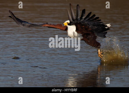 KRUGER NATIONAL PARK, Südafrika: im MOMENT eine freche African Fish Eagle eine hungrige Krokodil nächste Mahlzeit gestohlen wurde von Gob schmatzte Tourist erfasst. Die atemberaubenden Aufnahmen zeigen die großen sieben Pfund Adler Schlag in der Nebensaison an die Wasseroberfläche, einen Fisch zu fangen, bevor Sie wieder weg fliegen. Ein sauer Krokodil kann direkt hinter der Adler gesehen werden, als es seinen Fang, die Flucht in den Vogel Talons tristement anschaut. Während die Fische nur eine Vorspeise für das hungrige Krokodil hätte sieht es aus wie ein reichhaltiges Menü für die listige Eagle erschweren würde. Die Druckknöpfe wurden im unteren Sabie Damm in den Kruger-Nati Stockfoto