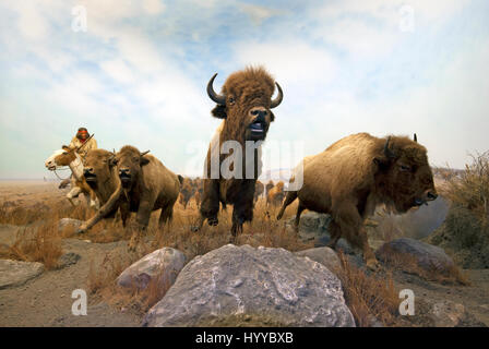 Jagdszene mit Metis Jäger und amerikanische Bisons (Bison Bison), Manitoba Museum, Winnipeg, Manitoba, Kanada Stockfoto