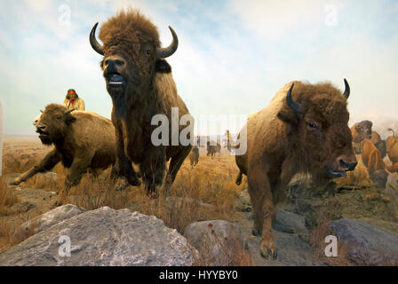 Jagdszene mit Metis Jäger und amerikanische Bisons (Bison Bison), Manitoba Museum, Winnipeg, Manitoba, Kanada Stockfoto