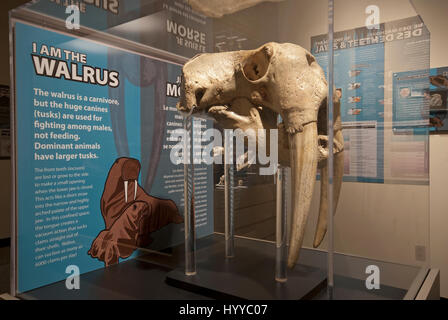 Schädel des Walross (Odobenus Rosmarus), Manitoba Museum, Winnipeg, Manitoba, Kanada Stockfoto