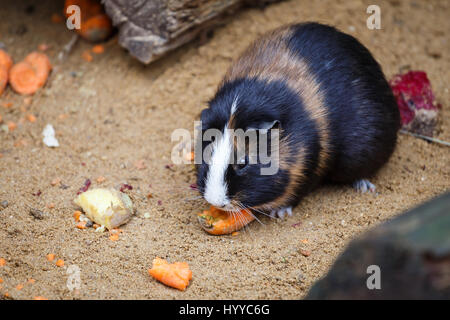 Meerschweinchen frisst Karotten (Cavia Aperea F. Porcellus) Stockfoto