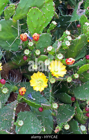 Kaktusblüte blüht Opuntia Ficus-indica Stockfoto