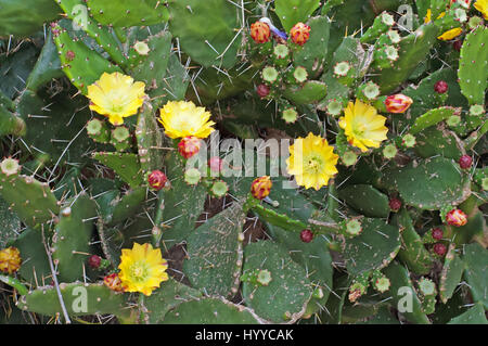 Kaktusblüte blüht Opuntia Ficus-indica Stockfoto