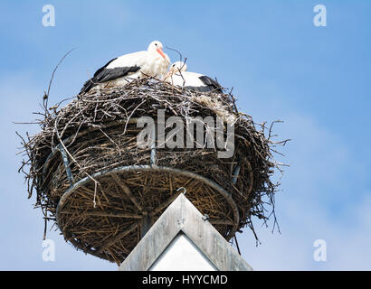Weißstörche (Ciconia Ciconia) in ihrem nest Stockfoto