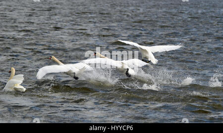 Abbotsbury Swannery, Abbotsbury, Dorset, Großbritannien. Die Schwäne bei der Fütterung. Stockfoto