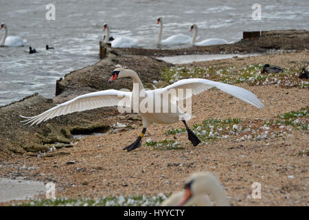 Abbotsbury Swannery, Abbotsbury, Dorset, Großbritannien. Die Schwäne bei der Fütterung. Stockfoto