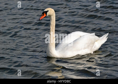 Schwan auf dem See an Abbotsbury Swannery, Dorset, Großbritannien Stockfoto