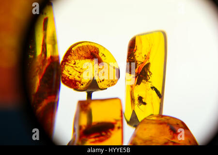 Exponate der Bernsteinmuseum, Insekten in Bernstein eingefroren. Gehärtete Teile des Harzes dienen zur Herstellung von stilvollen Ostsee Schmuck. Bernsteinmuseum Palanga botani Stockfoto