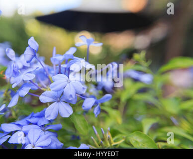 Plumbago Auriculata Blüten weichen Weichzeichnen Hintergrund Stockfoto