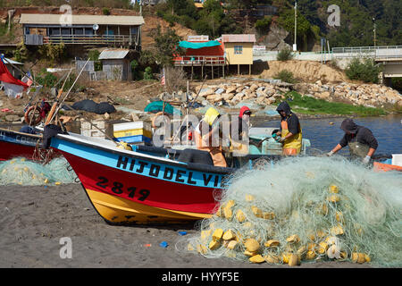 Die Fischer ihren Fang Merluza (oder Pacific Seehecht) am Strand in kleinen Küsten-Dorf Los Pellines im Maule, Chile auslagern. Stockfoto