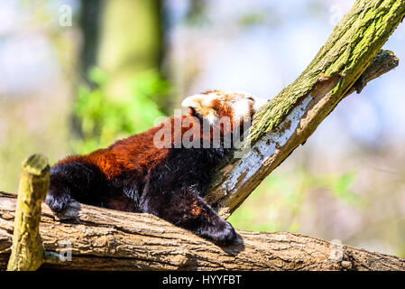 Niedliche kleine Panda kratzen sich und entspannen in der Sonne Stockfoto