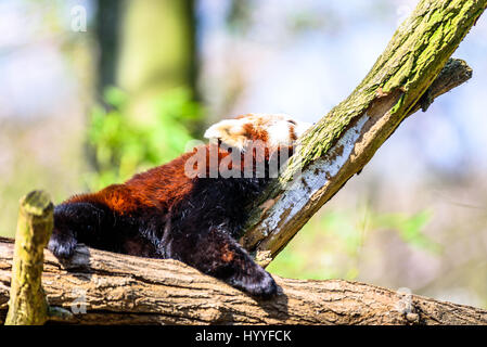 Niedliche kleine Panda kratzen sich und entspannen in der Sonne Stockfoto