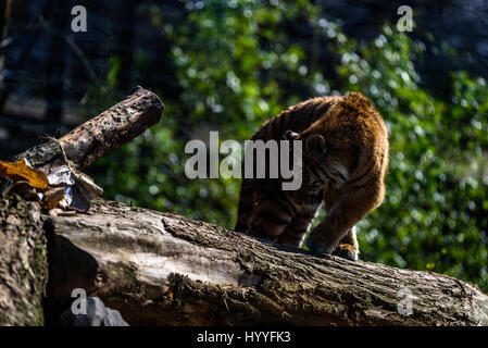 Sibirischer Tiger entspannen und brüllend in der Sonne Stockfoto