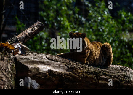 Sibirischer Tiger entspannen und brüllend in der Sonne Stockfoto