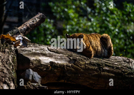 Sibirischer Tiger entspannen und brüllend in der Sonne Stockfoto