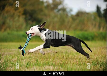 Louisiana Catahoula Leopard Dog spielen Stockfoto