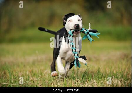 Louisiana Catahoula Leopard Dog spielen Stockfoto