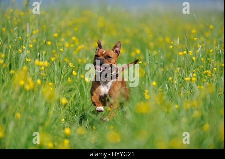 Staffordshire Bullterrier ausgeführt Stockfoto