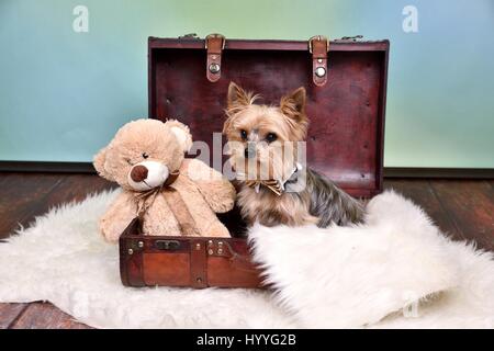 Yorkshire Terrier sitzend Stockfoto