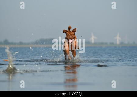 Dogge de Bordeaux im Wasser Stockfoto