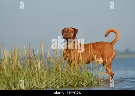 Dogge de Bordeaux im Wasser Stockfoto