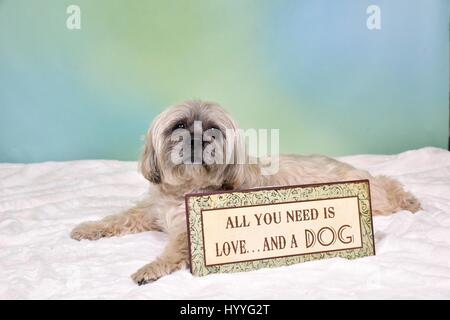 Lhasa Apso liegend Stockfoto